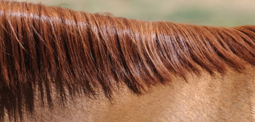 Cosa racconta il crine di un cavallo? Test del Crine antidoping approvato da USEF