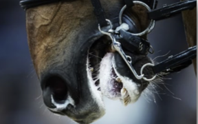 La FEI vieta prodotti che imitano, inducono o causano la formazione di schiuma 1