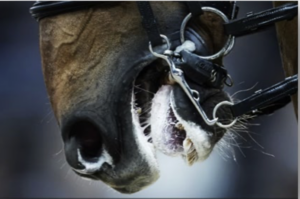 La FEI vieta prodotti che imitano, inducono o causano la formazione di schiuma 1