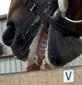 La FEI vieta prodotti che imitano, inducono o causano la formazione di schiuma