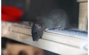 La piaga dei topi nelle scuderie