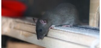 La piaga dei topi nelle scuderie