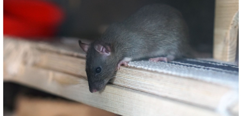 La piaga dei topi nelle scuderie