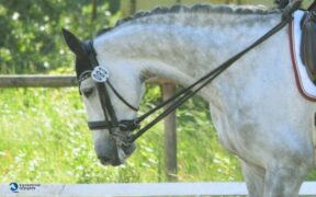 Dressage: la Federazione Equestre Danese vieta l’uso della briglia nelle gare basse