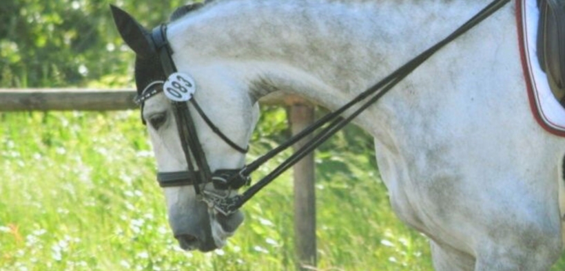 Dressage: la Federazione Equestre Danese vieta l’uso della briglia nelle gare basse