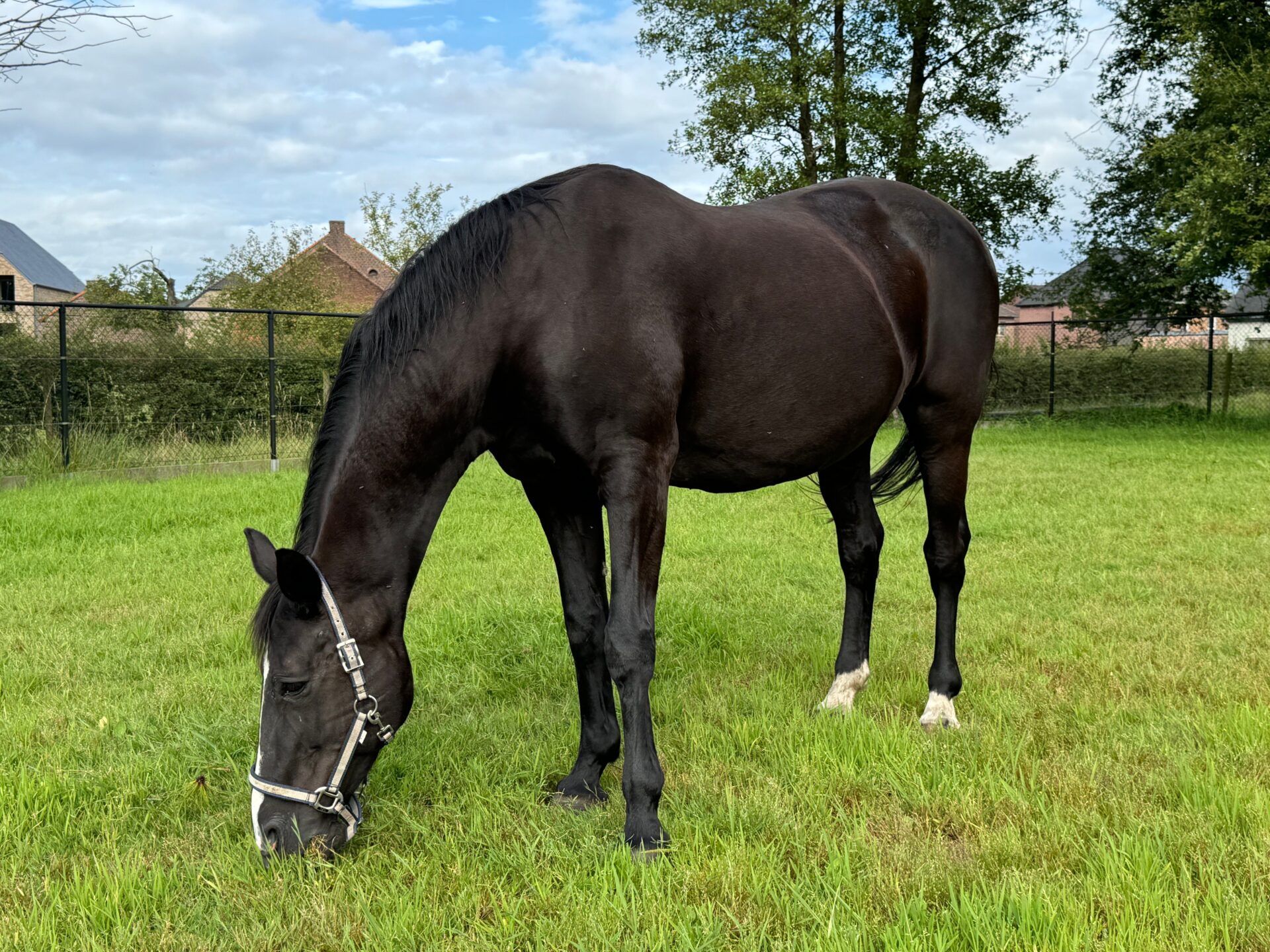 Le linee di sangue che dominano il salto ostacoli 1