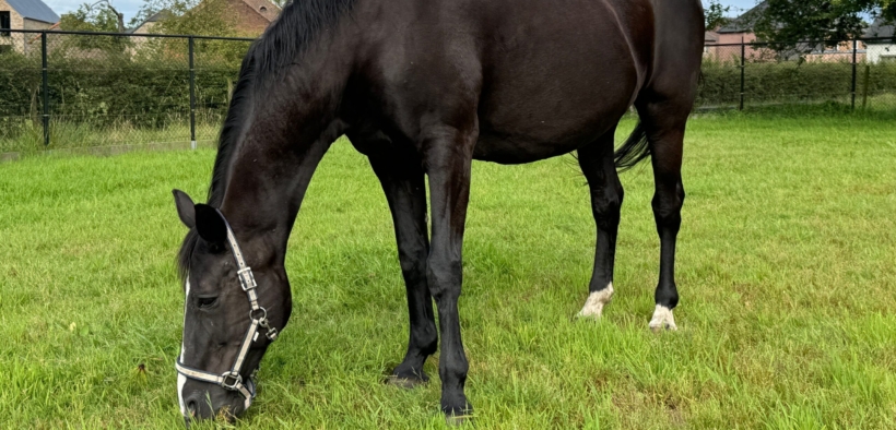 Le linee di sangue che dominano il salto ostacoli 1