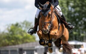 Revisione FEI del regolamento sul salto: blood rule, eliminazioni, Wild Card e Montepremi sotto esame