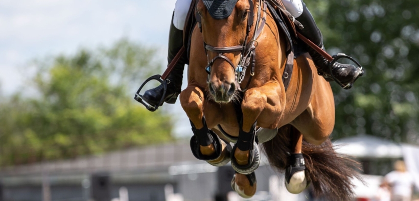 Revisione FEI del regolamento sul salto: blood rule, eliminazioni, Wild Card e Montepremi sotto esame