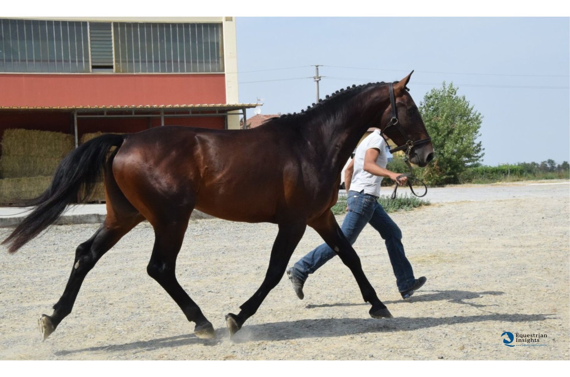 Cuori che battono all’unisono: è realtà la sincronia fisiologica cavallo-cavaliere