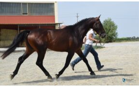 Cuori che battono all’unisono: è realtà la sincronia fisiologica cavallo-cavaliere