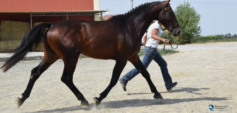 Cuori che battono all’unisono: è realtà la sincronia fisiologica cavallo-cavaliere