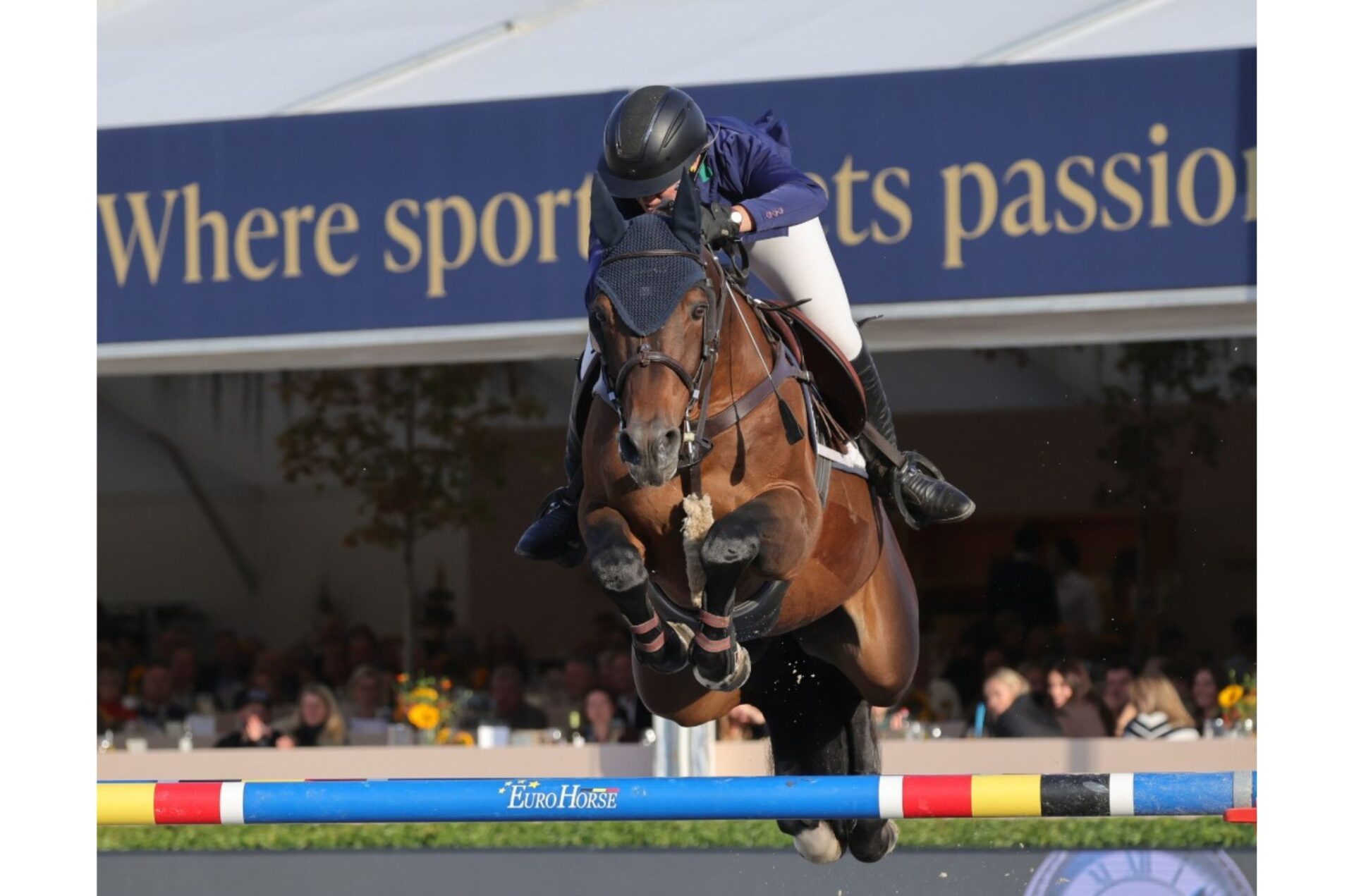 For Chacco TN è Sire of the World a Lanaken