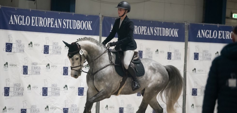 Gli studbooks che forniscono i migliori cavalli sportivi