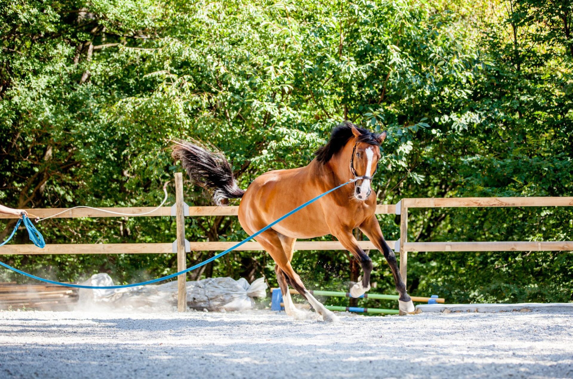 Idoneità sportiva obbligatoria per cavalli atleti dal 2026