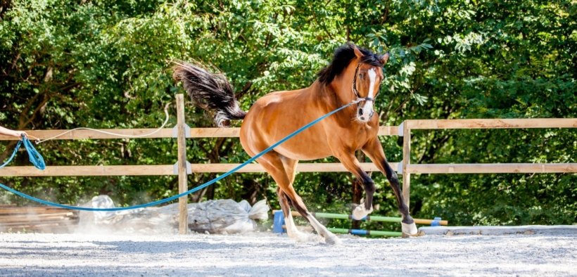 Idoneità sportiva obbligatoria per cavalli atleti dal 2026