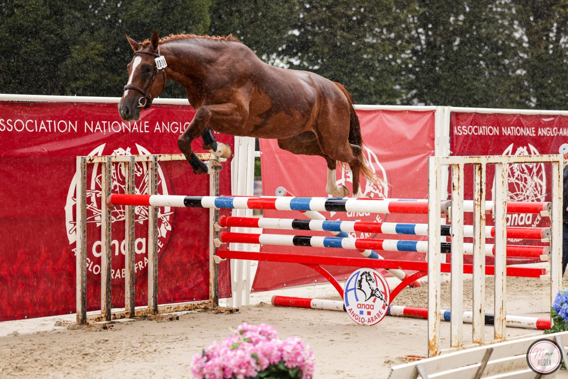 Importante riconoscimento per l'allevamento sardo: Guadalquivir vince in Francia nella Grande Semaine de Pompadour