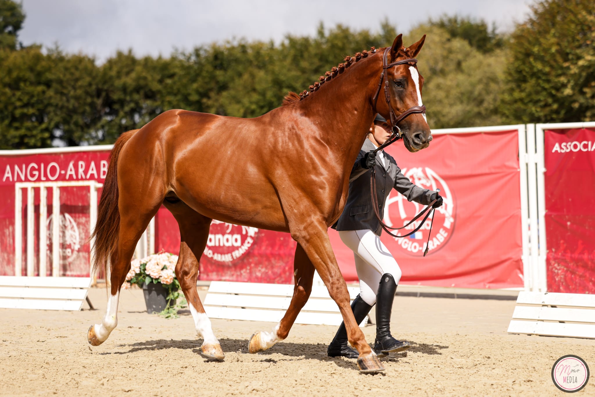 Importante riconoscimento per l'allevamento sardo: Guadalquivir vince in Francia nella Grande Semaine de Pompadour 1