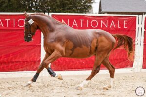 Importante riconoscimento per l'allevamento sardo: Guadalquivir vince in Francia nella Grande Semaine de Pompadour 2