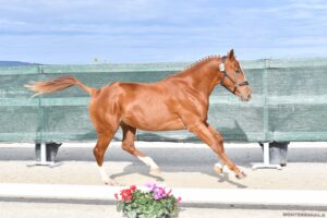 Importante riconoscimento per l'allevamento sardo: Guadalquivir vince in Francia nella Grande Semaine de Pompadour 3