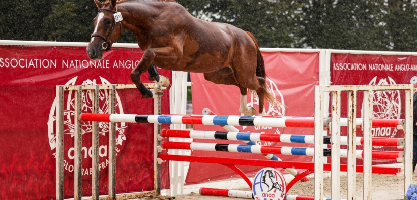 Importante riconoscimento per l'allevamento sardo: Guadalquivir vince in Francia nella Grande Semaine de Pompadour