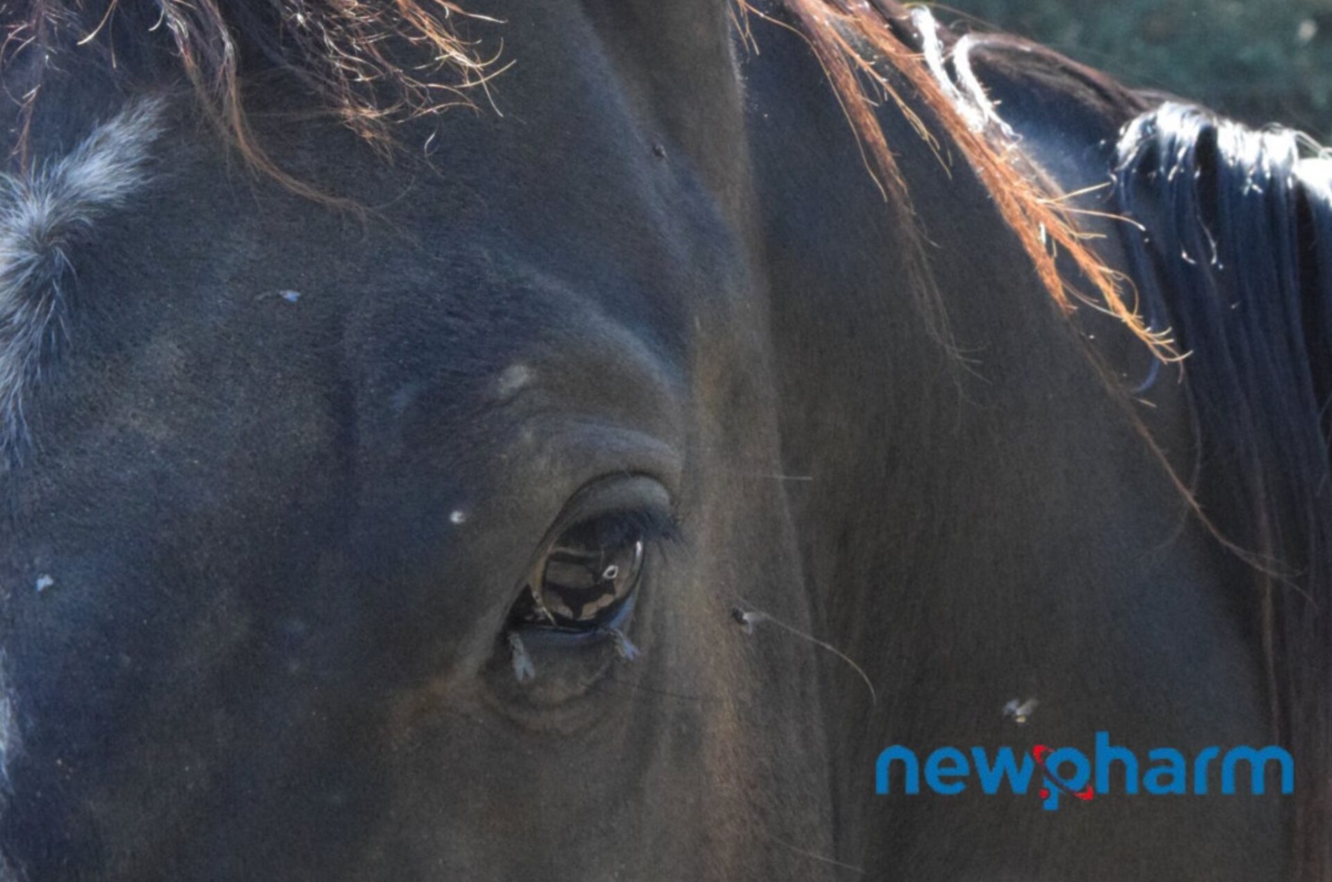 La strategia Push-Pull: un tranello per le mosche 3