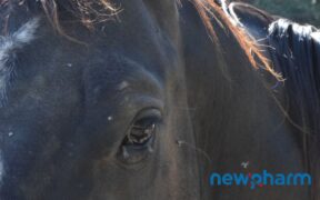 La strategia Push-Pull: un tranello per le mosche 3