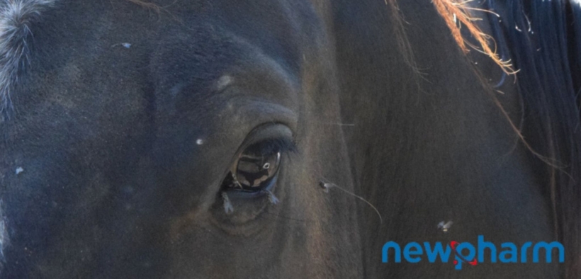 La strategia Push-Pull: un tranello per le mosche 3