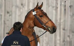 E’ mancato Vagabond de la Pomme