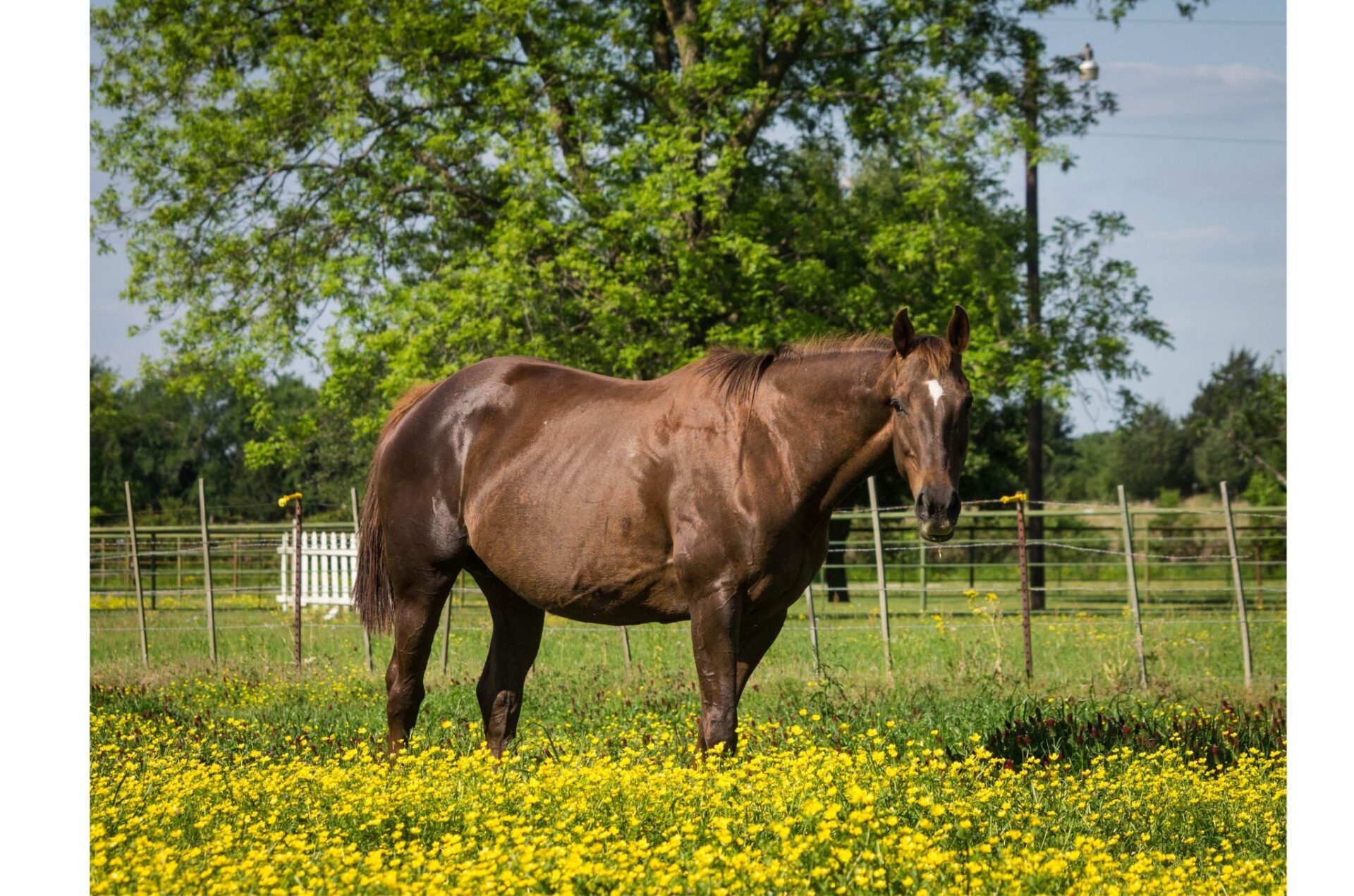 Cavalle gravide: quando e come montarle in sicurezza