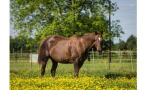 Cavalle gravide: quando e come montarle in sicurezza