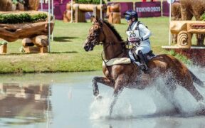 Cinque cavalli da completo che stanno spingendo la disciplina