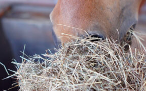 L’energia nei cavalli: fonti e utilizzo secondo Cort