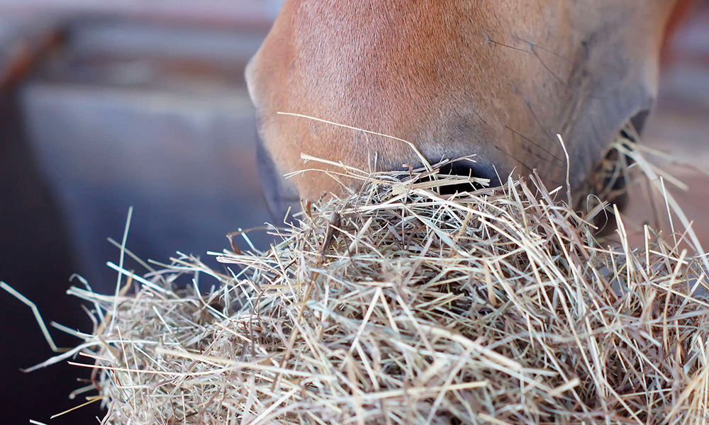 L’energia nei cavalli: fonti e utilizzo secondo Cort