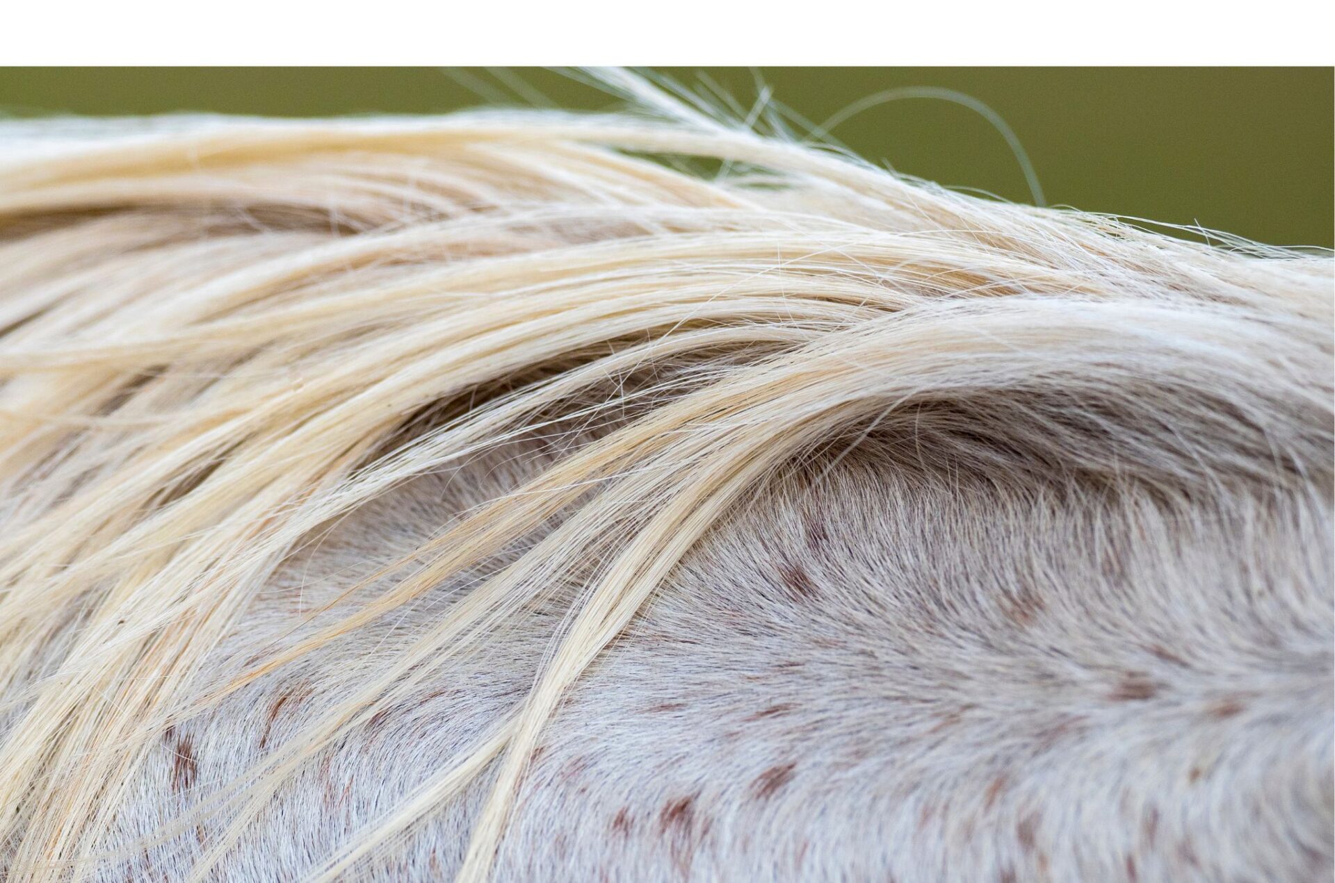 Crini e lana come indicatori di stress in cavalli e pecore 1