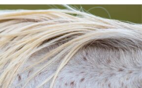 Crini e lana come indicatori di stress in cavalli e pecore 1