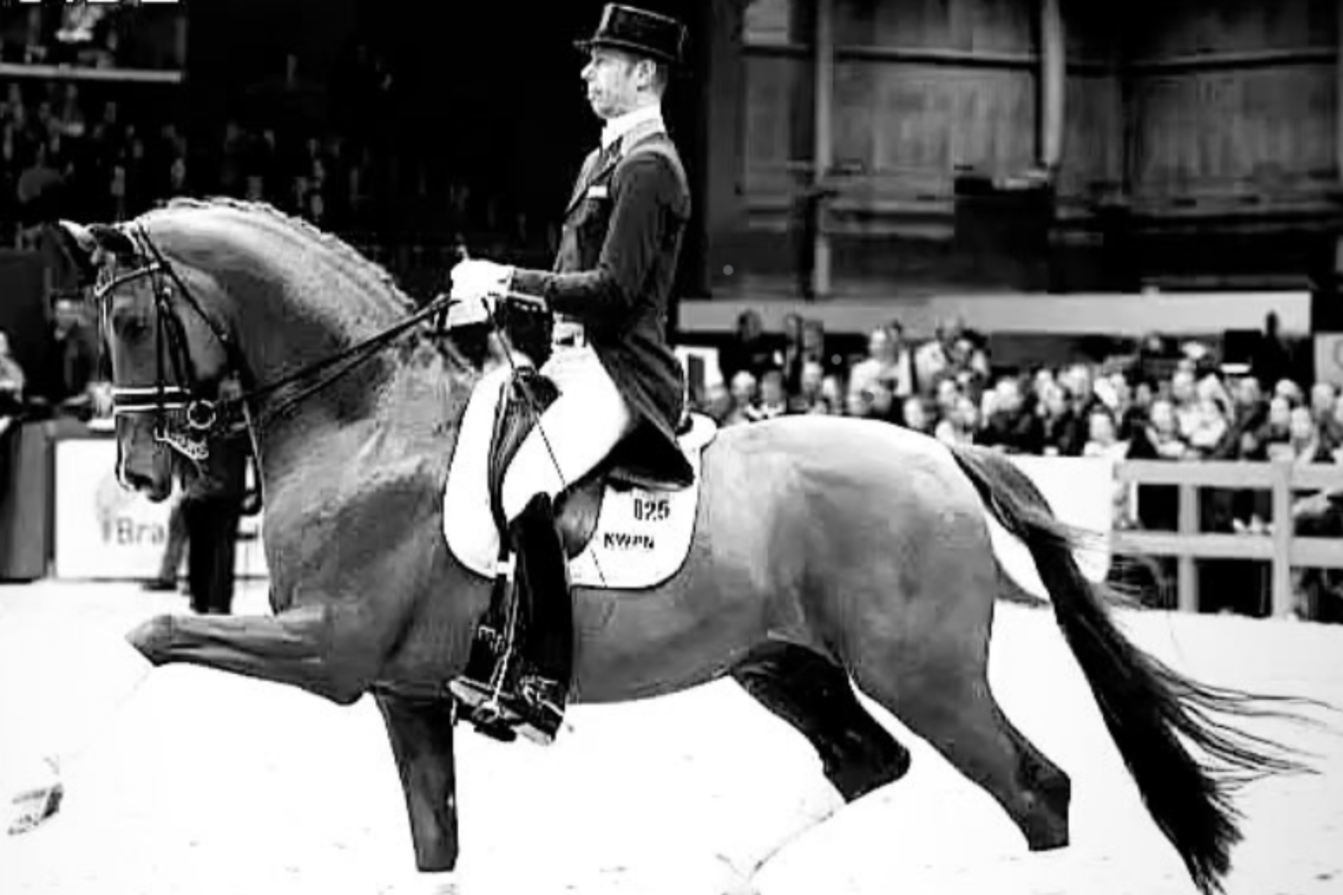 E’ mancato Vivaldi: stallone di punta KWPN