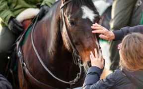 Fieracavalli: la biodiversità equina nazionale e internazionale
