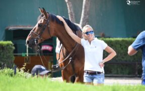 Il carattere come bussola: la chiave del benessere, della cooperazione e del successo con i cavalli