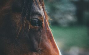 Il cavallo come risorsa per la cultura, la salute e l’inclusione: dalla Regione Veneto un piano da 200mila euro