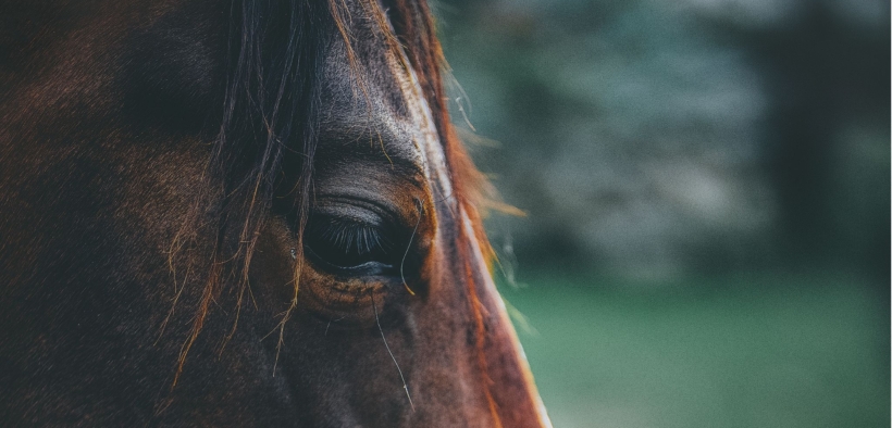 Il cavallo come risorsa per la cultura, la salute e l’inclusione: dalla Regione Veneto un piano da 200mila euro