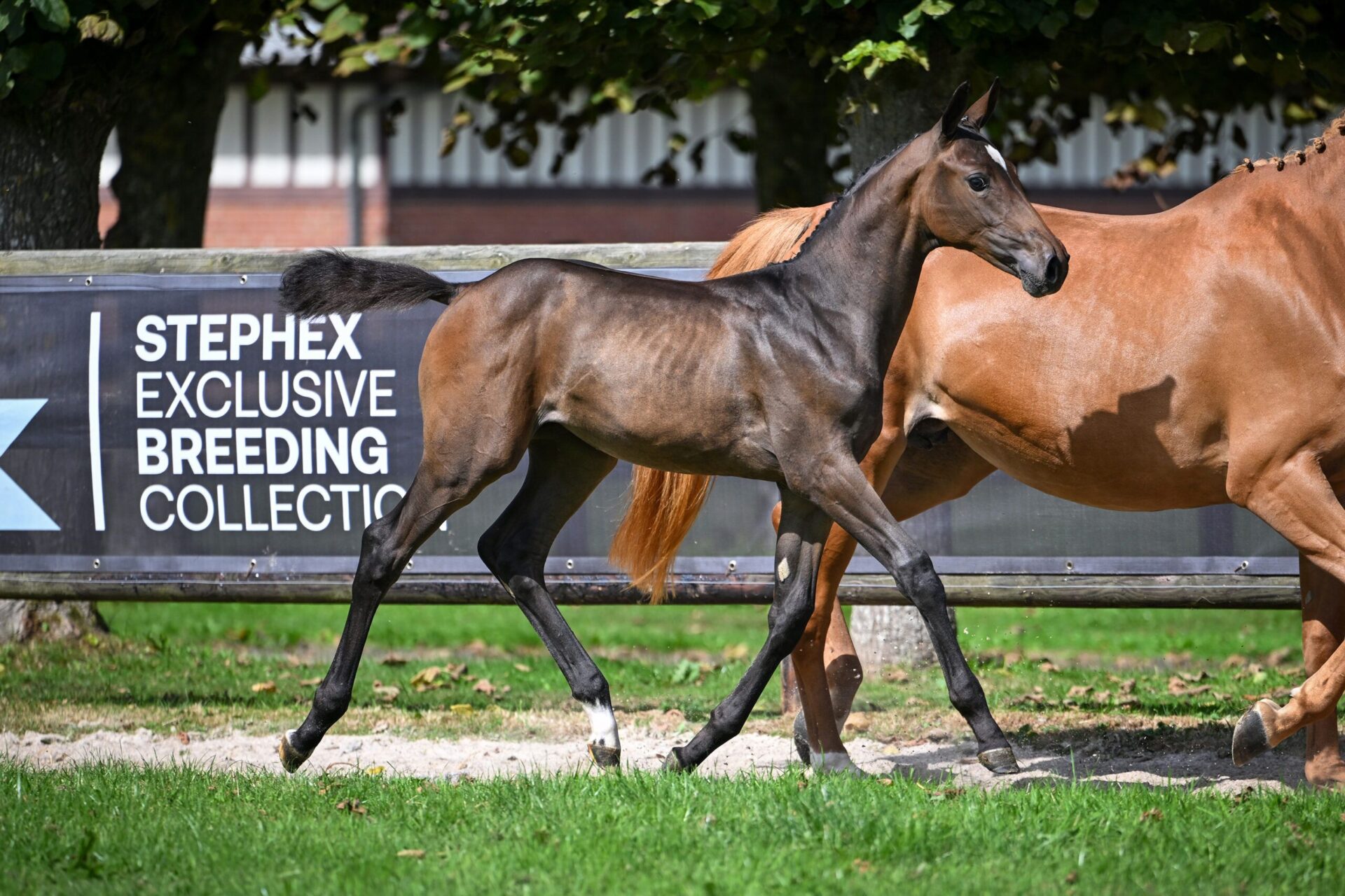 Il Mercato delle Aste 2025 mostra prezzi elevati e tendenze chiare