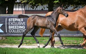 Il Mercato delle Aste 2025 mostra prezzi elevati e tendenze chiare