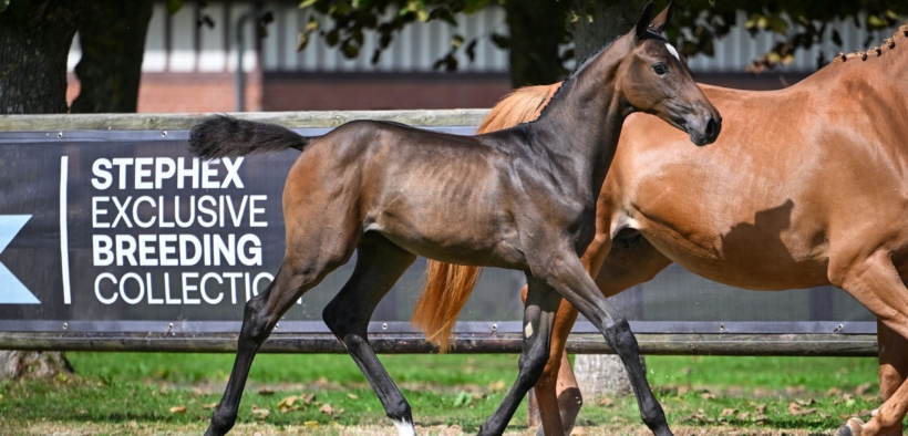 Il Mercato delle Aste 2025 mostra prezzi elevati e tendenze chiare