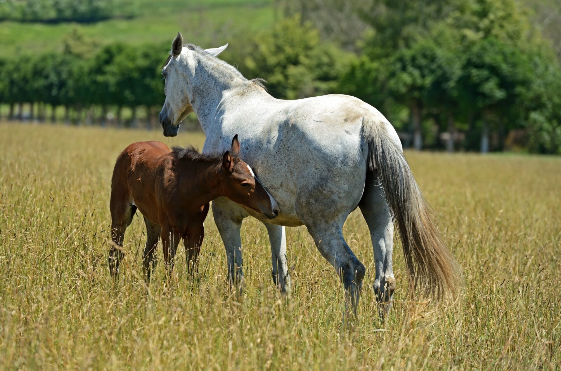Salto ostacoli: gli allevatori più costanti dell’ultimo decennio