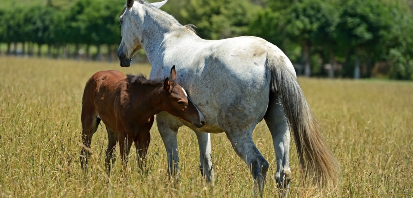 Salto ostacoli: gli allevatori più costanti dell’ultimo decennio