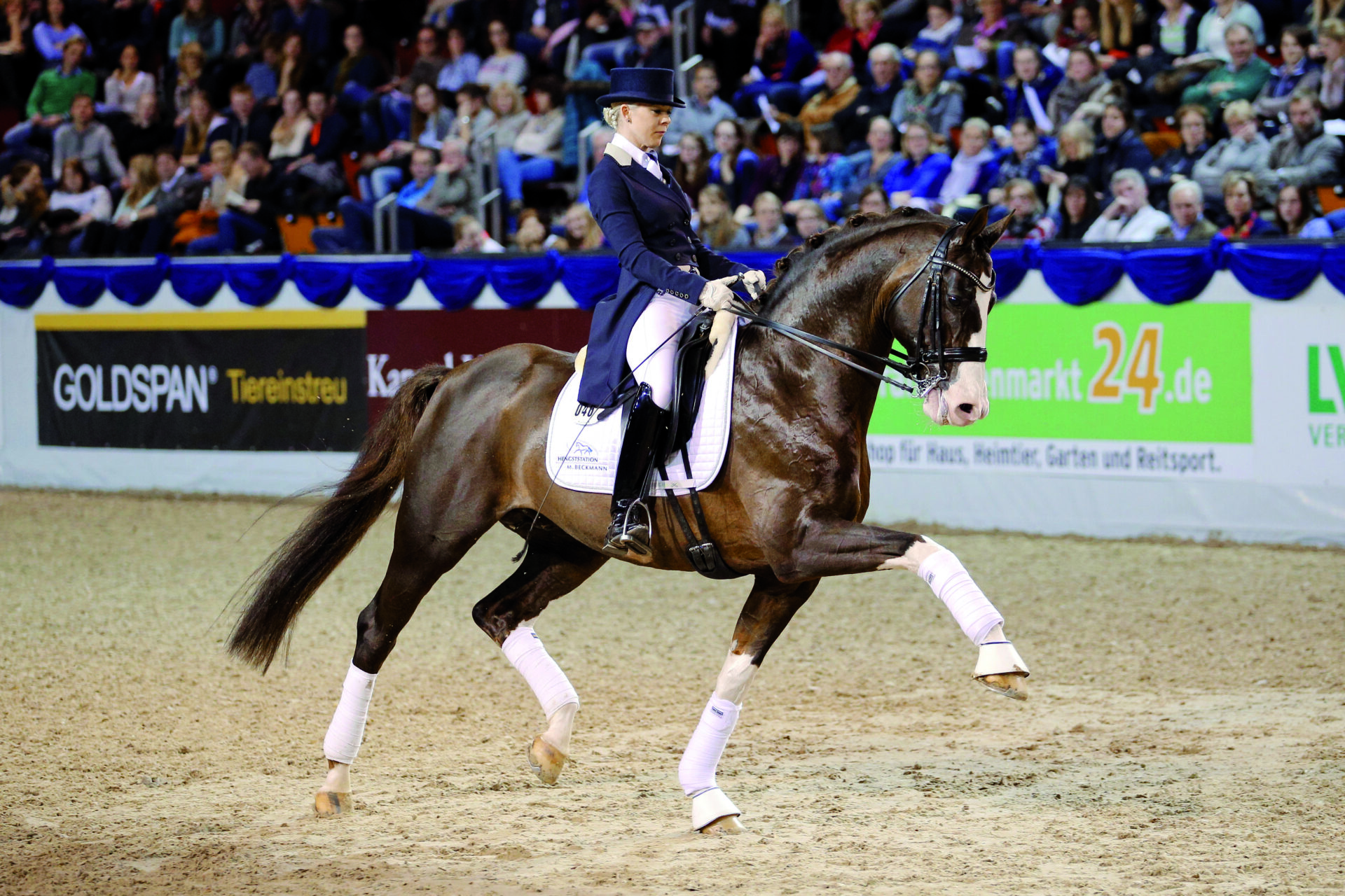 Benicio (Callaho's Benicio)