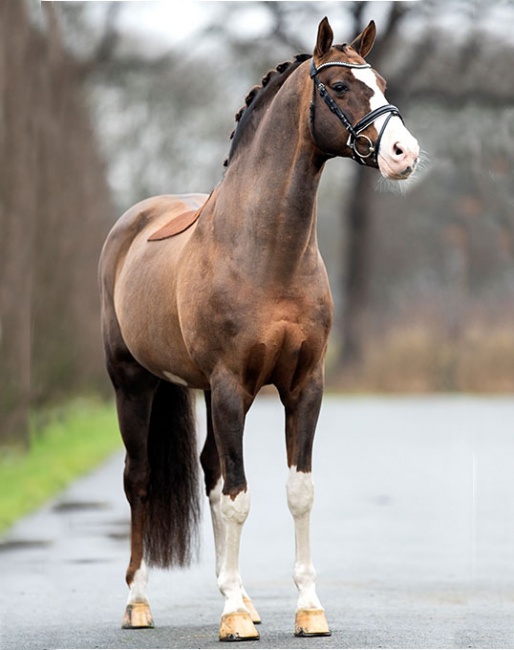 Benicio (Callaho's Benicio) 1