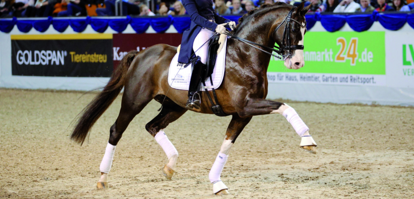 Benicio (Callaho's Benicio)