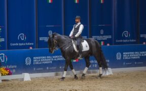 Cent’anni di tradizione, un secolo di prospettive: quattro proposte per il Cavallo Murgese